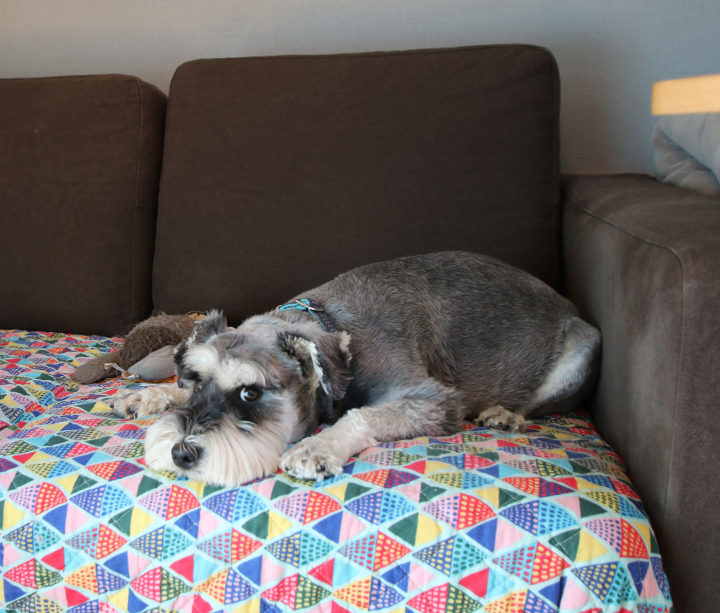 北欧　わんちゃん